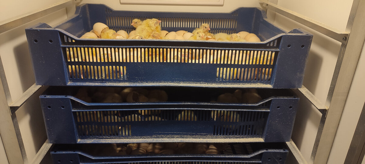 Очень шумные ребята. 