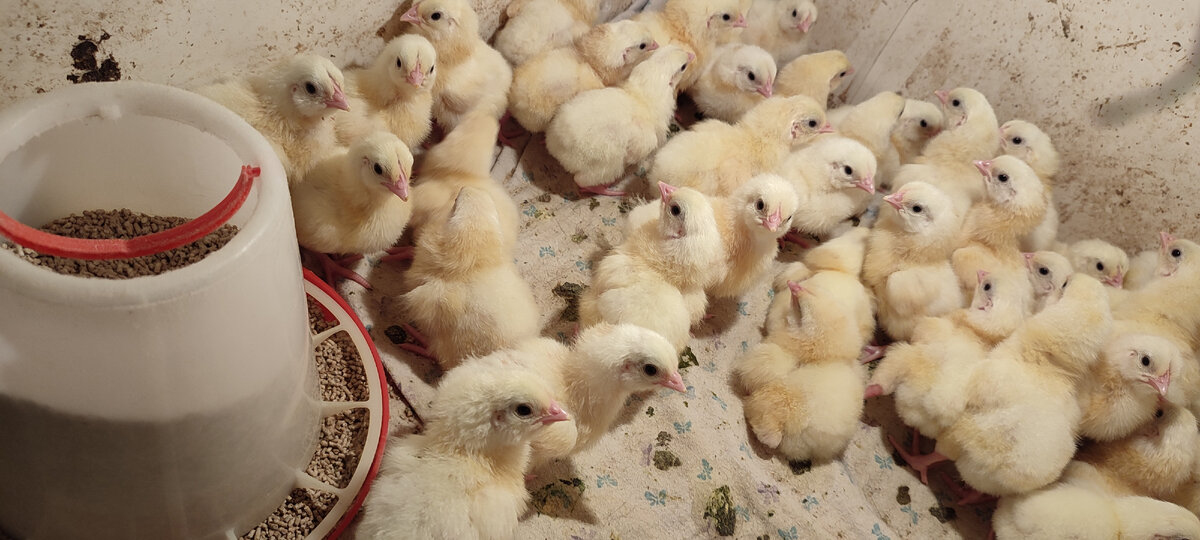 В брудер пересадила тех что уже успели обсохнуть