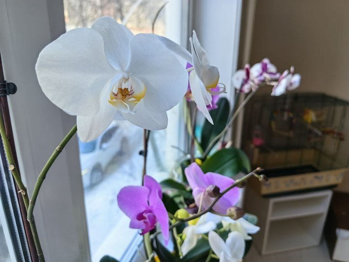     Четыре разных орхидеи на одном окне. И все цветут одновременно! / Анастасия Дудалова