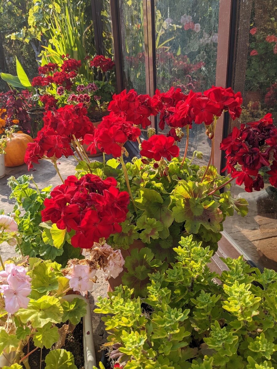 Выход с веранды в цветущий сад