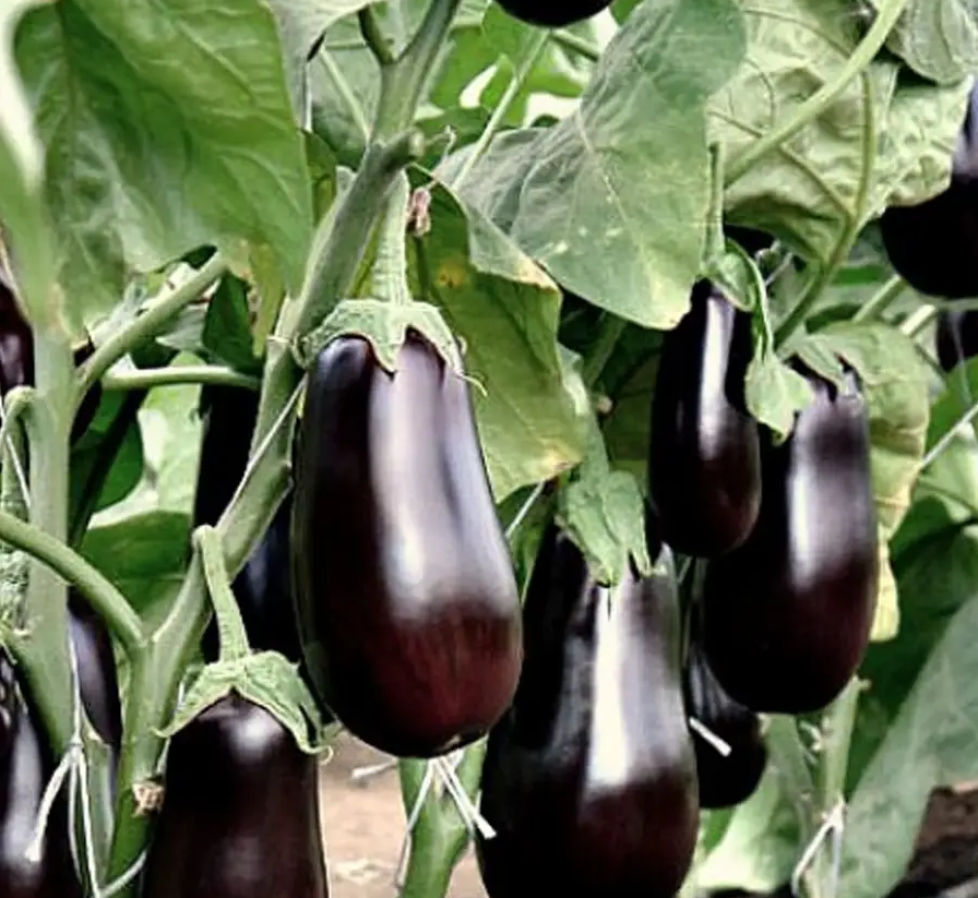 сорт баклажана эпик. эпик f1 семена баклажана. баклажан навал f1. эпик f1 семена баклажана. баклажан f1 жизель.