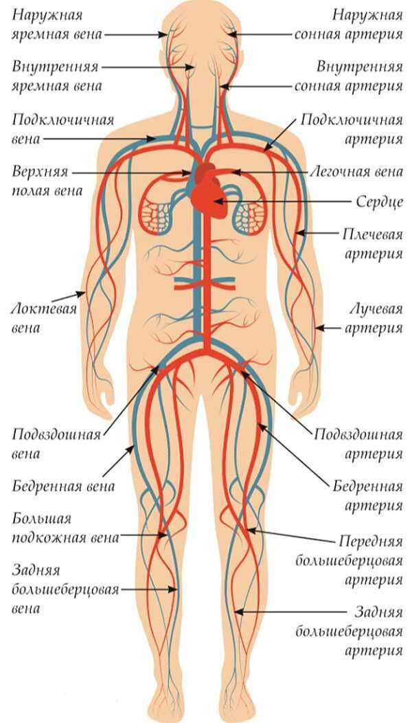 Артериальная система человека схема