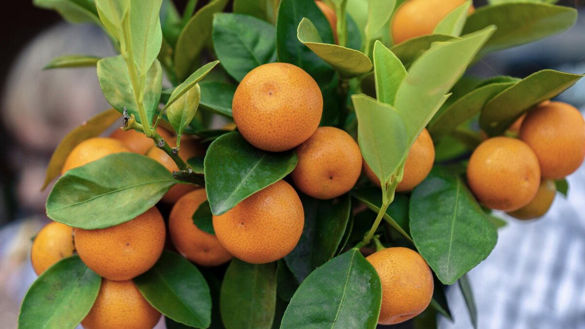    А вызнали, что дома можно вырастить мандариновое дерево? Сделать это очень просто© Freepik | wirestock