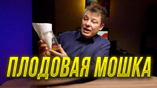 Плодовая мошка заполонила весь дом, как ее уничтожить без применения химии