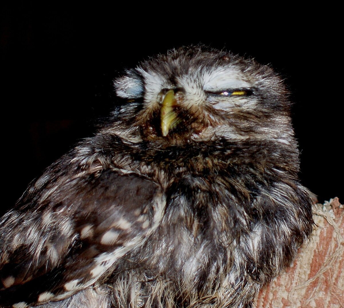 Вот в таком состоянии, люди передают нам птиц. Порой тогда, когда вытащить их уже не удается..