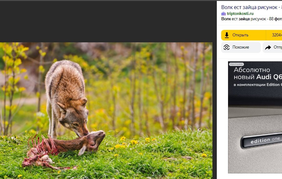 Волк ест зайца.....В интернете еще и не такое можно прочитать...