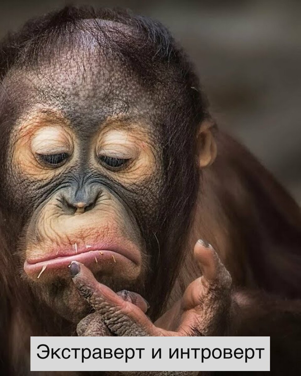 Во всех случаях интерпретации нумерологических чисел нужно учитывать общий фон, создаваемый их вибрациями. Таким фоном является мужское и женское начало, свойственное числам.😜

Мужское начало (Солнце, Ян) несут в себе нечетные числа. В рассматриваемой системе это 1, 3, 5, 7, 9, 11. Люди, в которых преобладают вибрации этих чисел, принадлежат к экстравертам. Это люди действия. Они организуют, структурируют, созидают. Они любят общение, охотно помогают другим, внося в нашу жизнь оживление и радость. По числам 7 и 9 немного все таки сложней( нужно рассматривать индивидуально).🤩🤓

Четные числа символизируют женское начало (Луна, Инь). Люди с преобладающим влиянием этих вибраций – интраверты. Им легко быть самодостаточными. Это люди – одиночки, они не любят толпу, стараются иметь обо всем свое мнение, стремятся прислушиваться к себе и развивать свой духовный мир, они эмоциональны и склонны к мечтательности.😔😏

Числа 1, 6, 22 – двойственные. Они наделяют человека вдохновением и одновременно способностью выражать свои мысли в конкретной форме.🥸😎🧐

А как у Вас, подтверждается теория нумерологии?
Мои близкие люди 4, было для меня открытием, что в нумерологии принято считать их интровертами?!🤨🧐😀