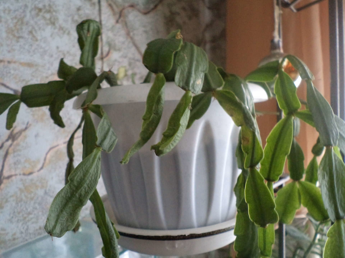 Декабрист хилый, не цветет,  наверное, у его хозяйки кривые руки 😲