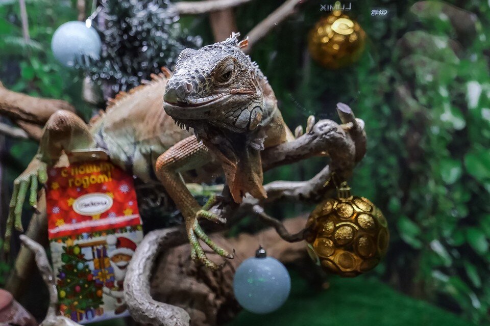    В Самаре можно встретить и живого мини-дракона. Светлана МАКОВЕЕВА