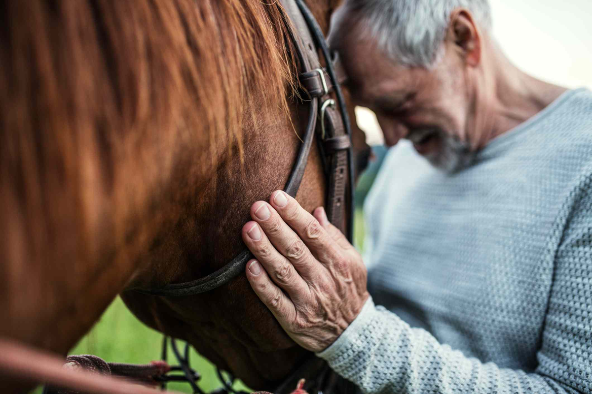 Роль лошадей в истории и культуре человечества | Psyhorse | Дзен