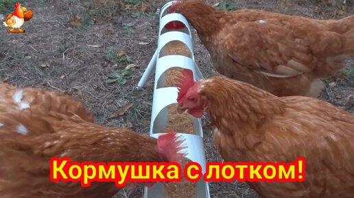 Download Video: Кормушка курам из трубы с выдвижной секцией ❗ Сделай сам своими руками и порадуй несушек 🤗 Инструкция пошагово