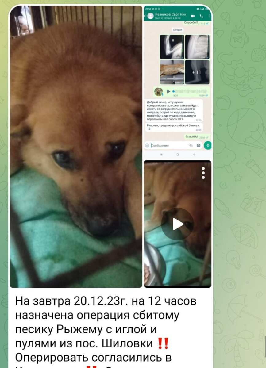 Скриншот сообщения с чата собачьего приюта. 