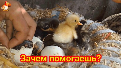 Зачем чистить утят ❓ Здоровые птенцы вылупятся сами ❗🤔🤗