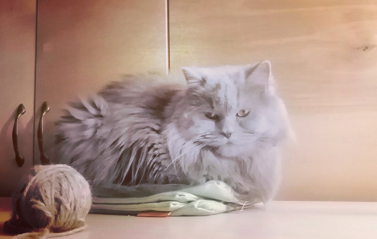 Алиса