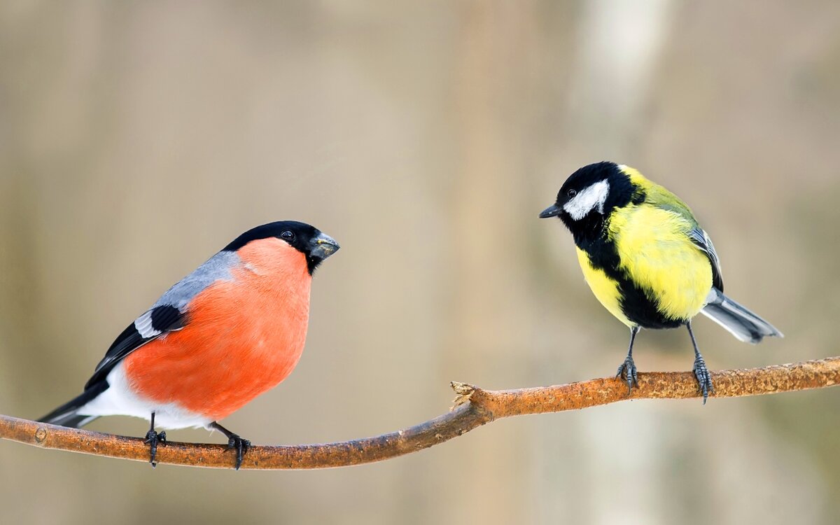 Фото: Яндекс Картинки