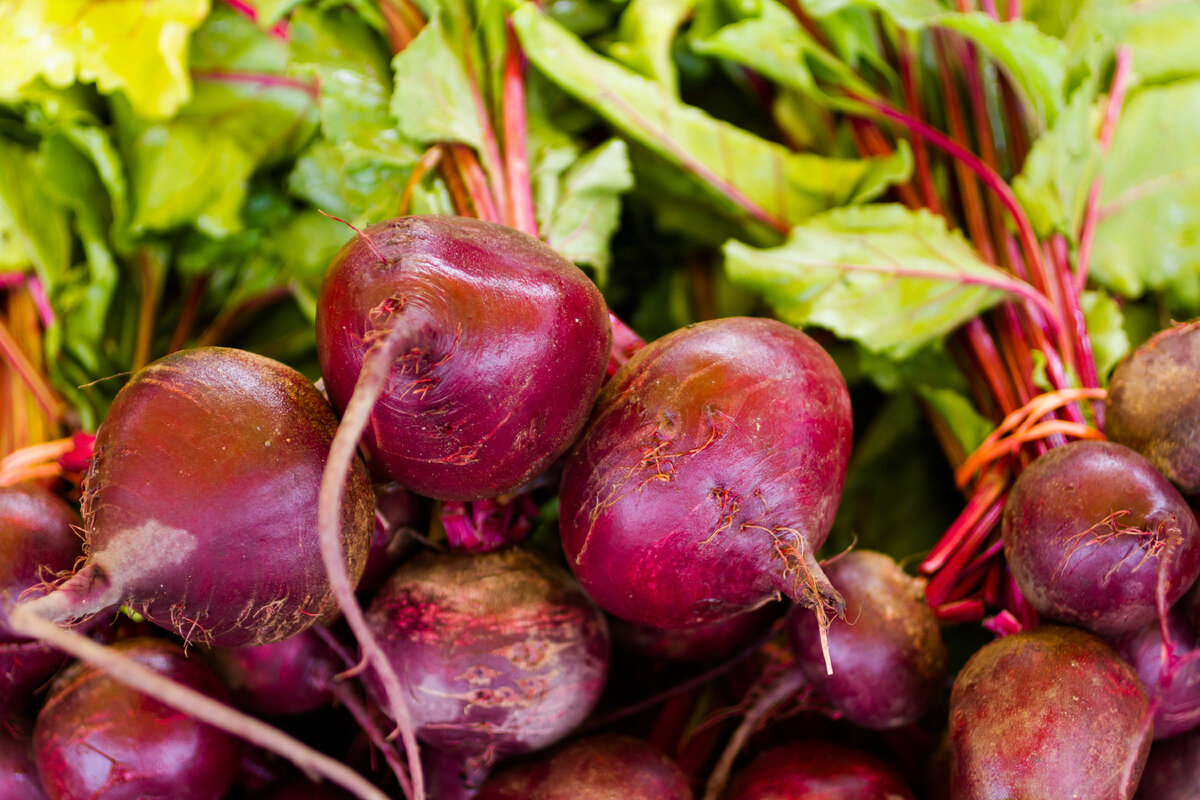 Свекла - уникальный овощ с массой полезных свойств