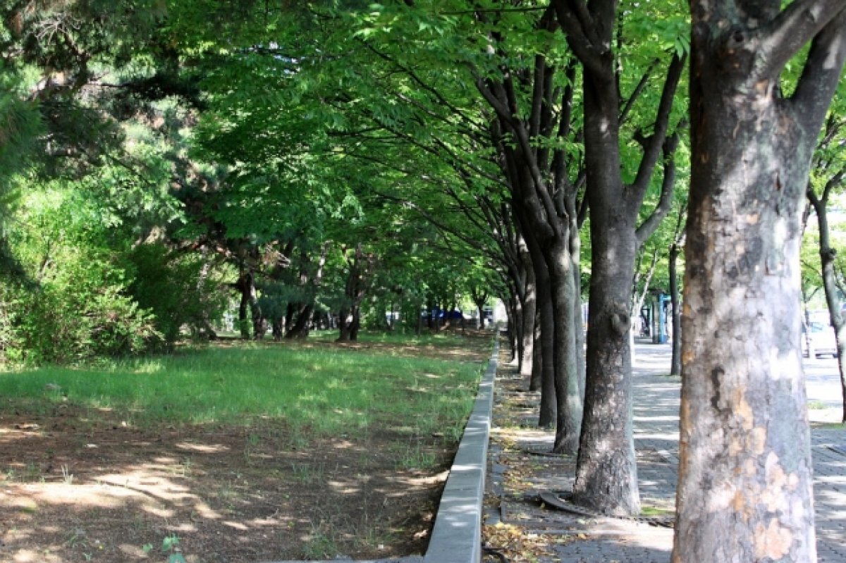    В Красноярске планируют продлить парк «Прищепка» в сторону совхоза