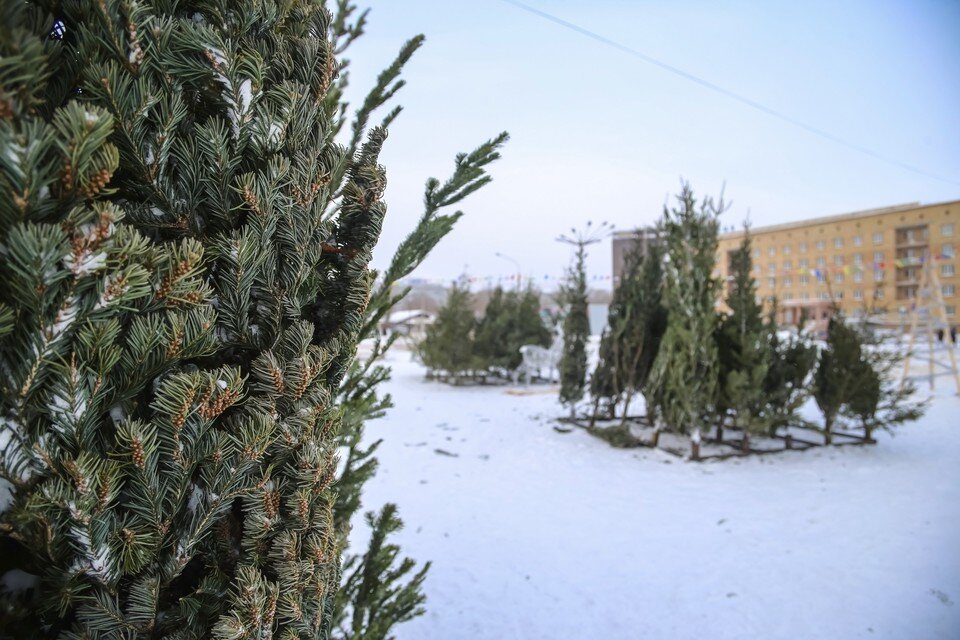    В Красноярске опубликовали список елочных базаров ИВАНОВА Диана