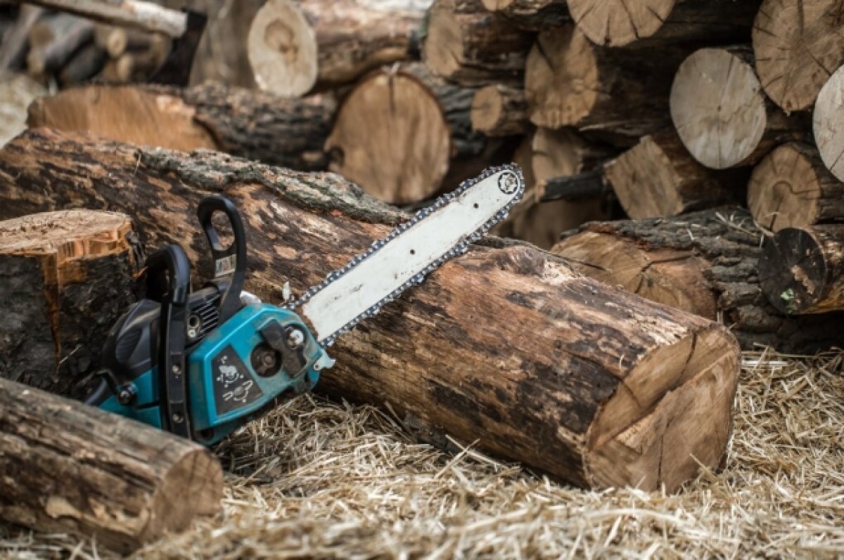    В 2,5 раза сократился объем незаконной рубки в нижегородских лесах