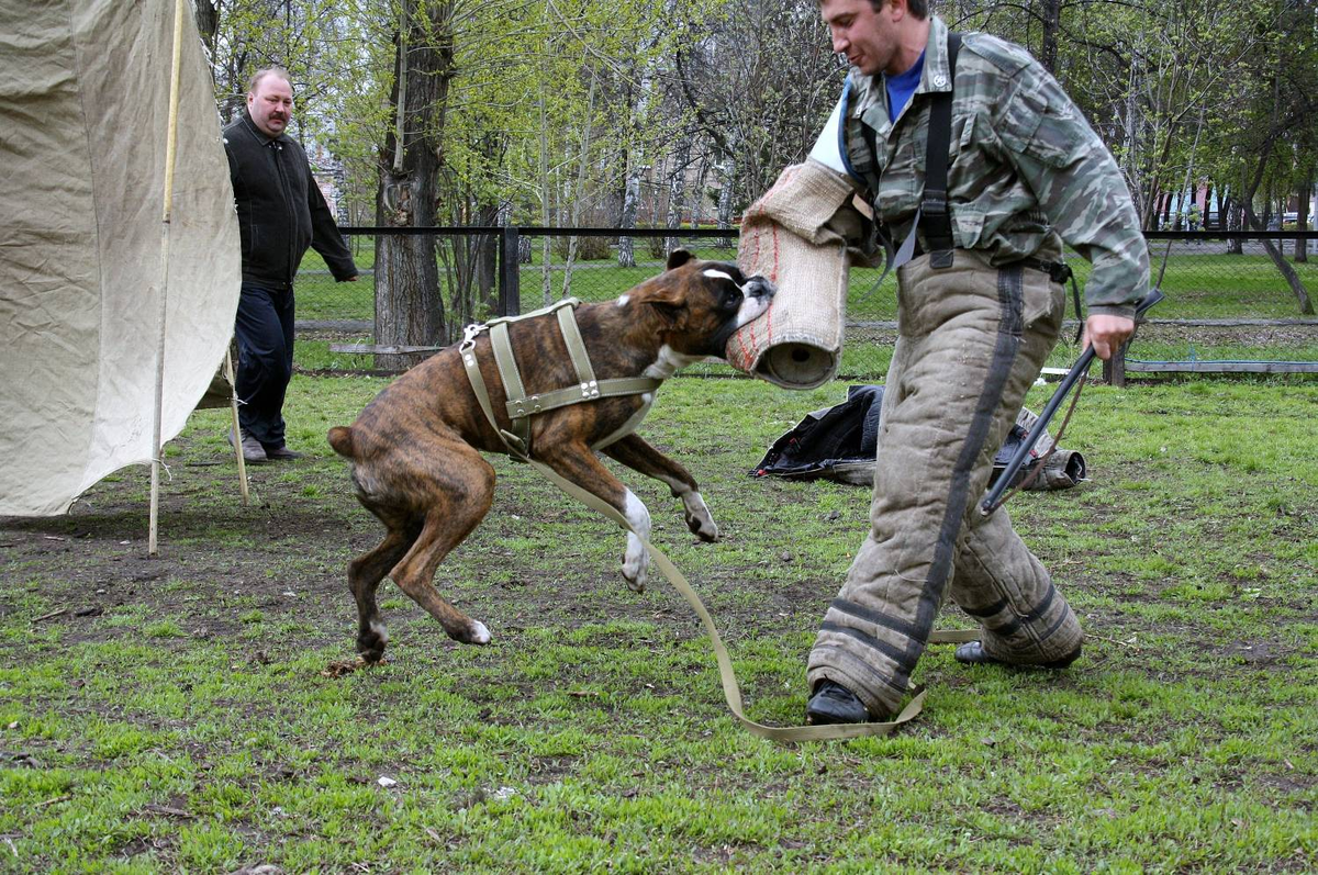 Боксер охранник. Немецкий боксер ЗКС. Боксёр собака телохранитель. ЗКС для собак. Собаки для охраны.