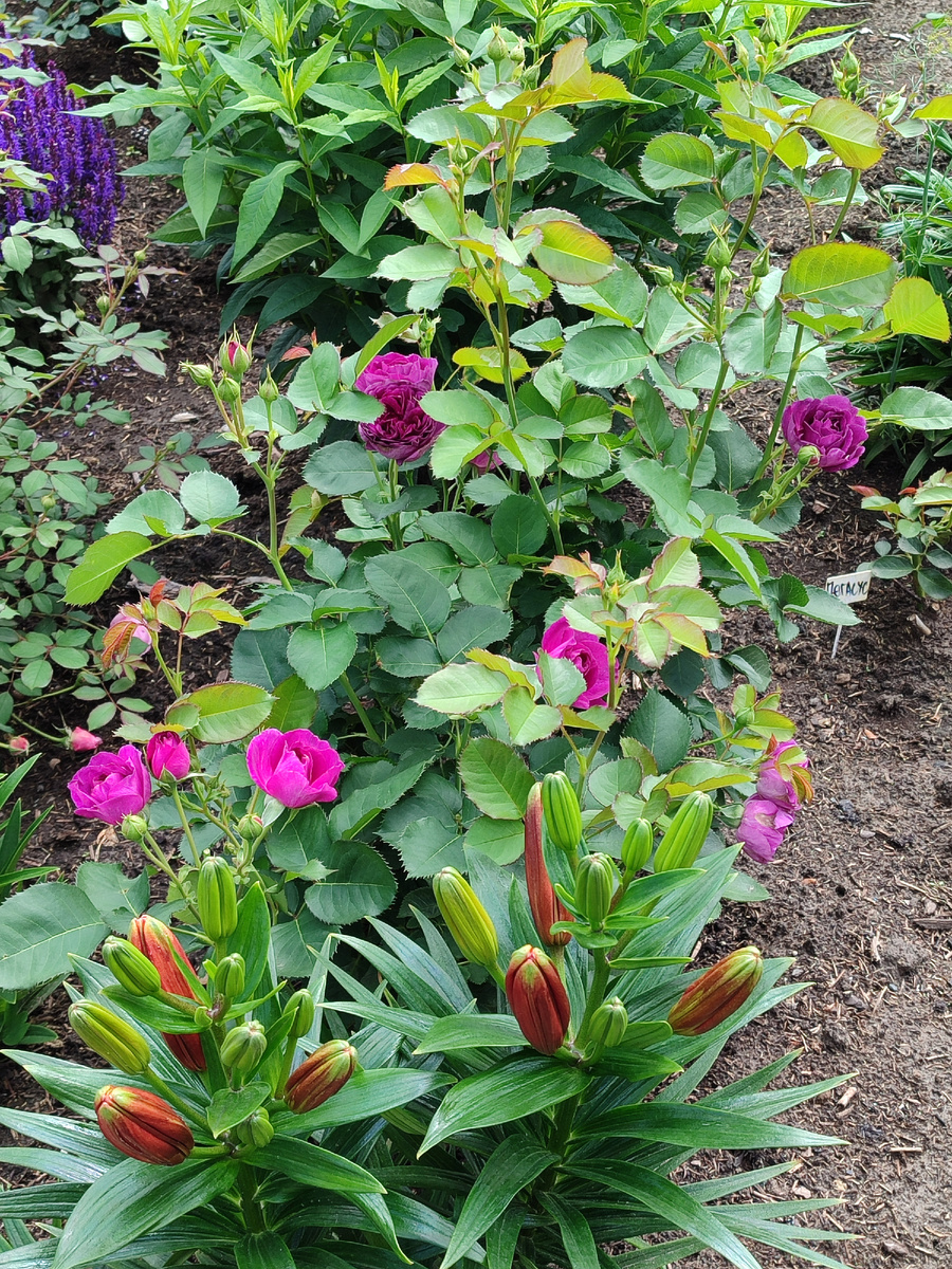 Лилия на фоне розочки Минерва, дальше идет флокс, шалфей и розы, розы, розы❤️