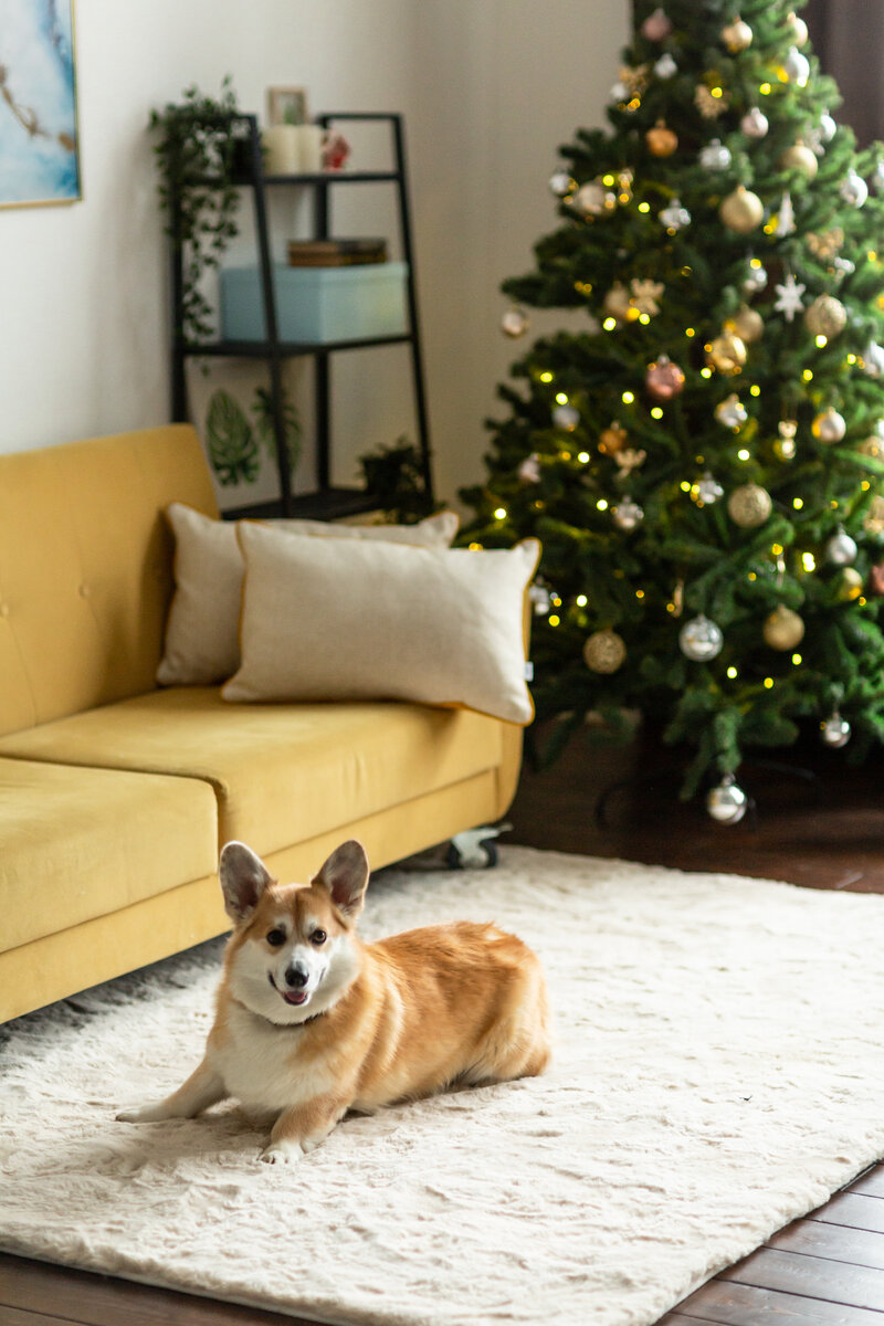 Ковер в цвете Rabbit Сreme