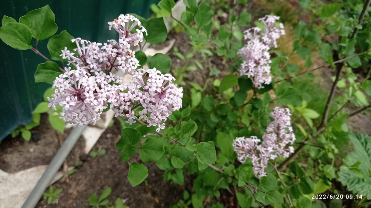 Сиренька-малышка