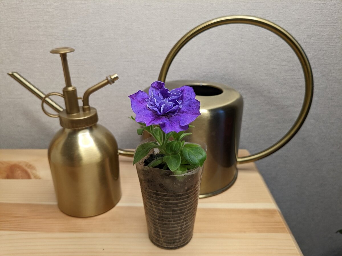 У меня уже сейчас зацветает петуния, но это вовсе не говорит о том, что ее пора сеять. Зацвести вегетативной петунии было позволено исключительно ради фото