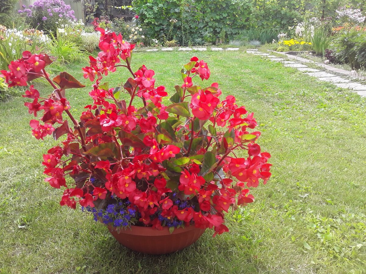 Гибридная бегония Megawatt Red