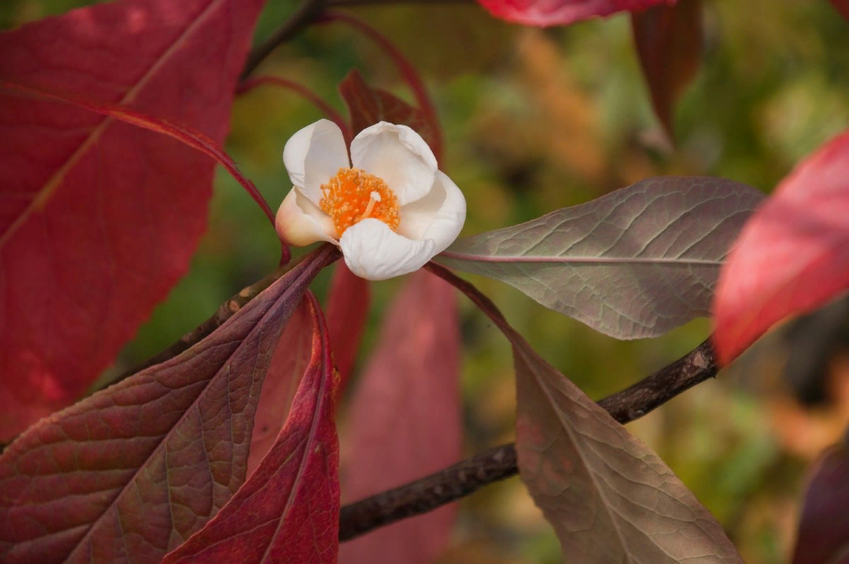 редкие вымирающие растения. орхидея венерин башмачок. венерин башмачок настоящий. орхидея венерин башмачок семена. 75 видов растений.