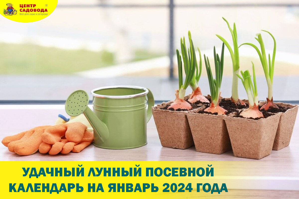 УДАЧНЫЙ ЛУННЫЙ ПОСЕВНОЙ КАЛЕНДАРЬ НА ЯНВАРЬ 2024 ГОДА