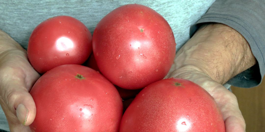 Тёща «знает лучше»! Подарила в прошлом году «урожайные» сорта низкорослых томатов для открытого грунта (проверил 7 фаворитов)