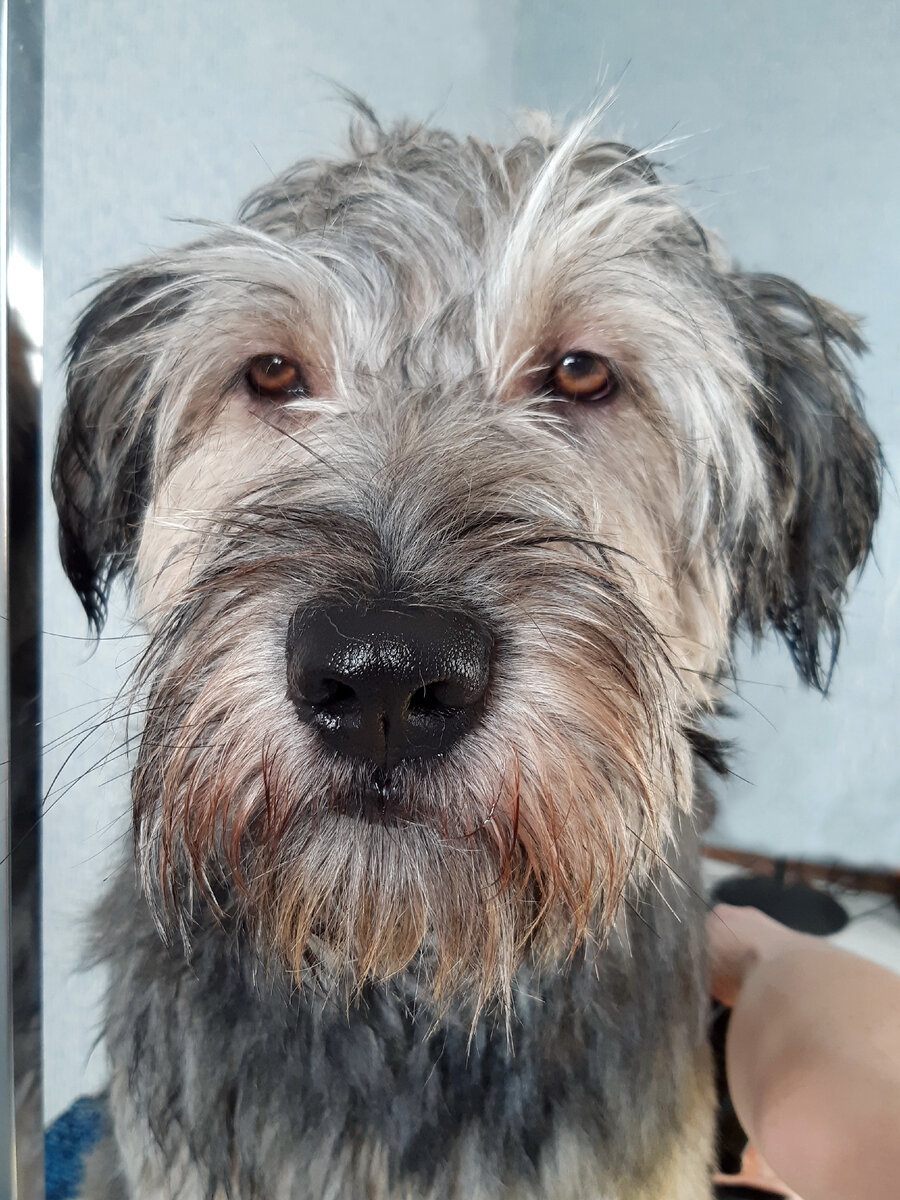 Наш питомец Лахен кайфует на столе у грумера. Глазки "пьяненькие"... а ведь мастер чешет ему отнюдь не уши. Фото из личного архива