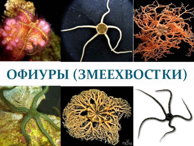 Половое размножение морской звезды. Офиуры иглокожие. Тип иглокожие класс офиуры. Иглокожие черви. Офиуры голотурии морские лилии.