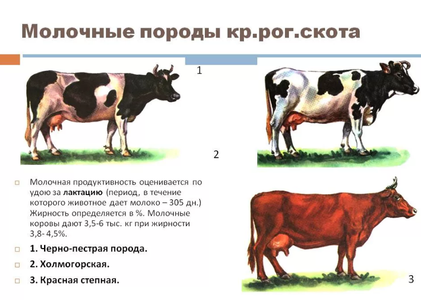 Ярославская порода крупного рогатого скота. Молочная продуктивность крупнорогатого скота. Породы КРС молочного направления продуктивности. Породы коров молочного направления Ярославская.