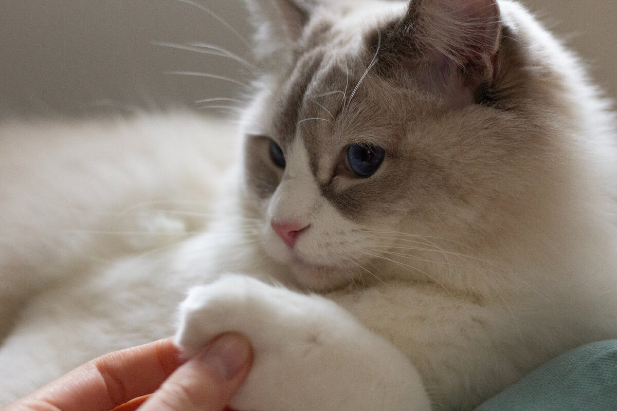 Актерски скрывает шкодскую натуру