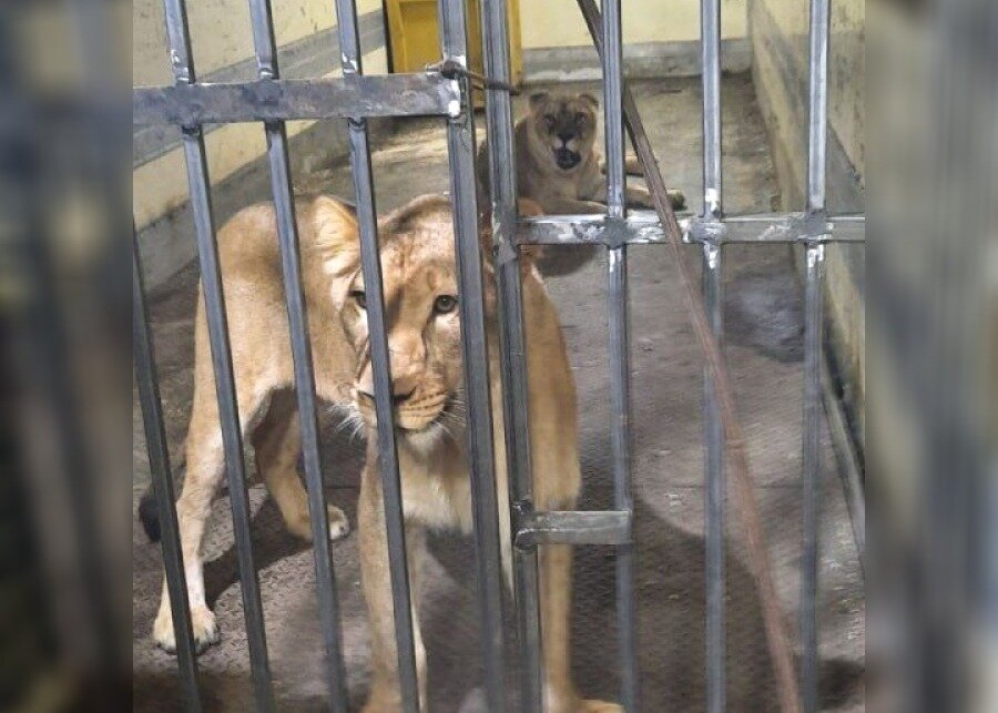 Фото: Управление Россельхознадзора по Челябинской и Курганской области.