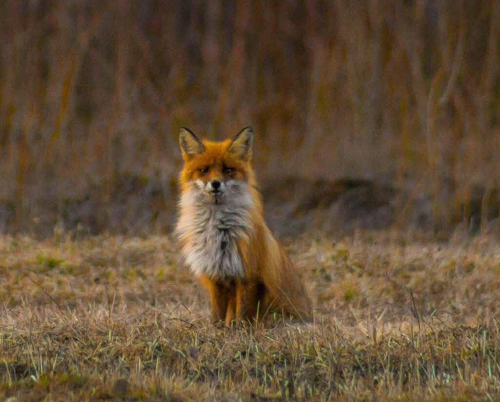 Иллюстрация из книги  "Жил-был седой Урал",  издательство "Азимут", 2019 год 