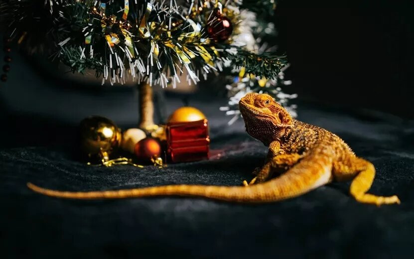    Гороскоп на день: 21 декабря Тельцы расставят приоритеты, Водолеи позаботятся о личных границах