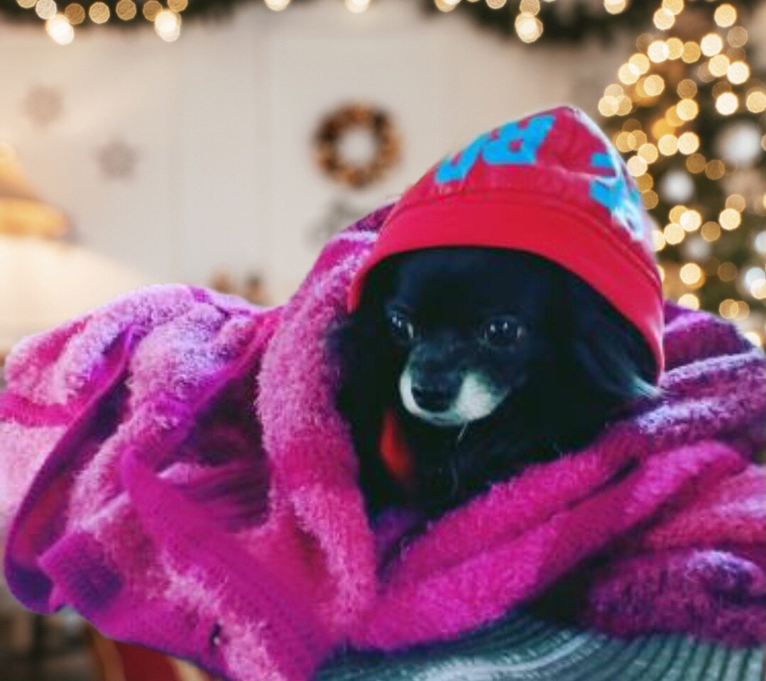 Знакомьтесь. Это Михей на даче зимой после прогулки. Фото автора.