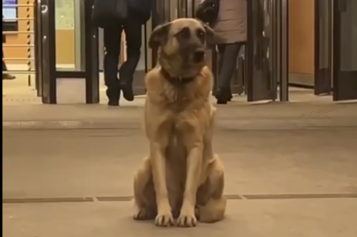    Московский «Хатико» две недели ждет своего хозяина возле метро в Лианозово