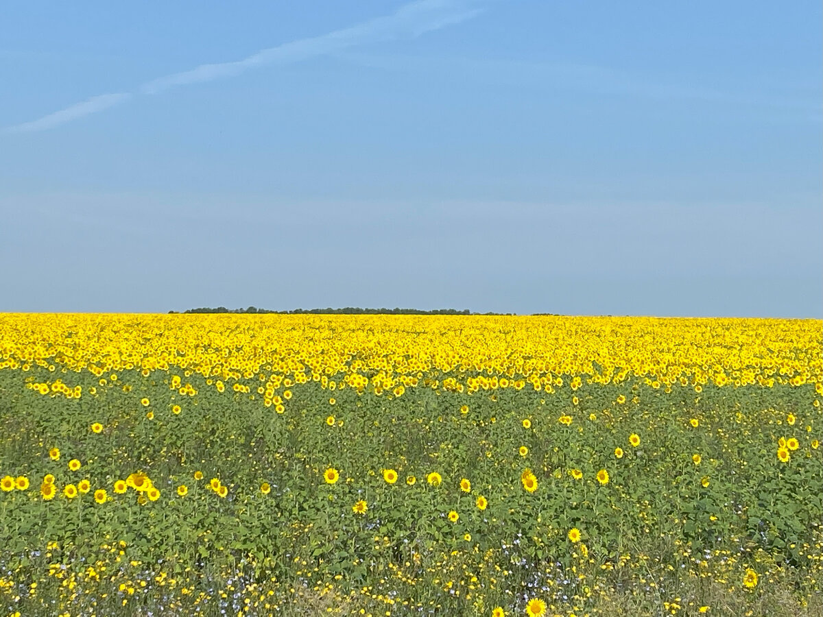 Поля подсолнечника