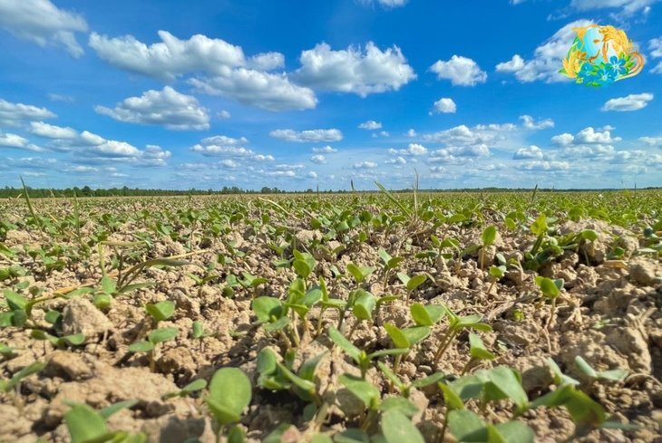    3 сорта льна долгунца с высокой продуктивностью создаст смоленская компания для Нечерноземья