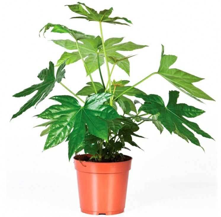 Описание фатсии