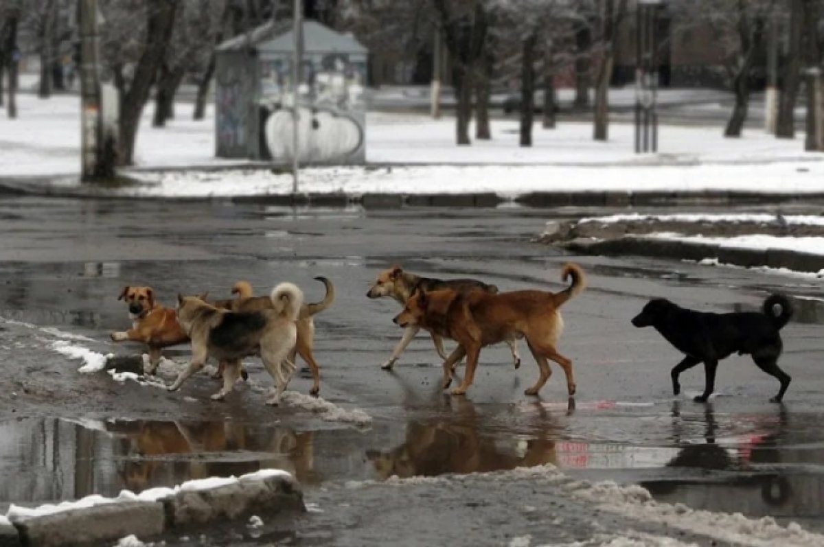    В Оренбурге отловом бродячих собак займется новая компания.