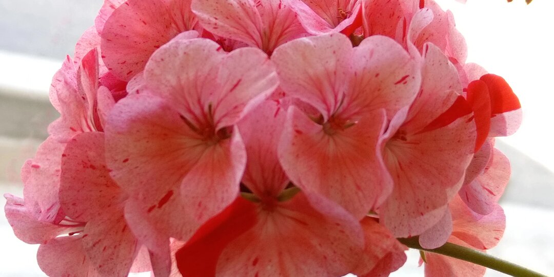 Герань будет цвести круглый год, если в декабре провести подкормку