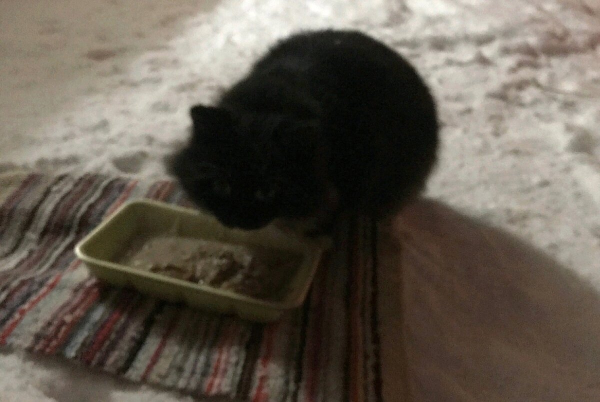 Чтобы накормить кота в морозы без последствия для его лапок, лоток с кормом ставили на коврик