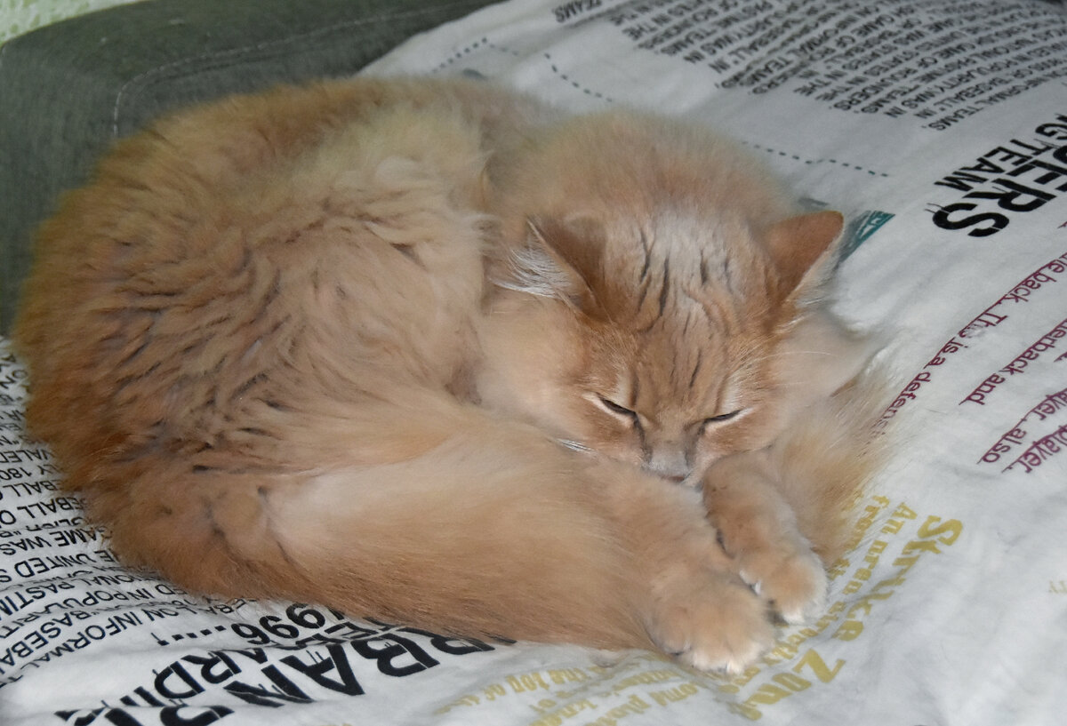 Кисуня любит спать на диване