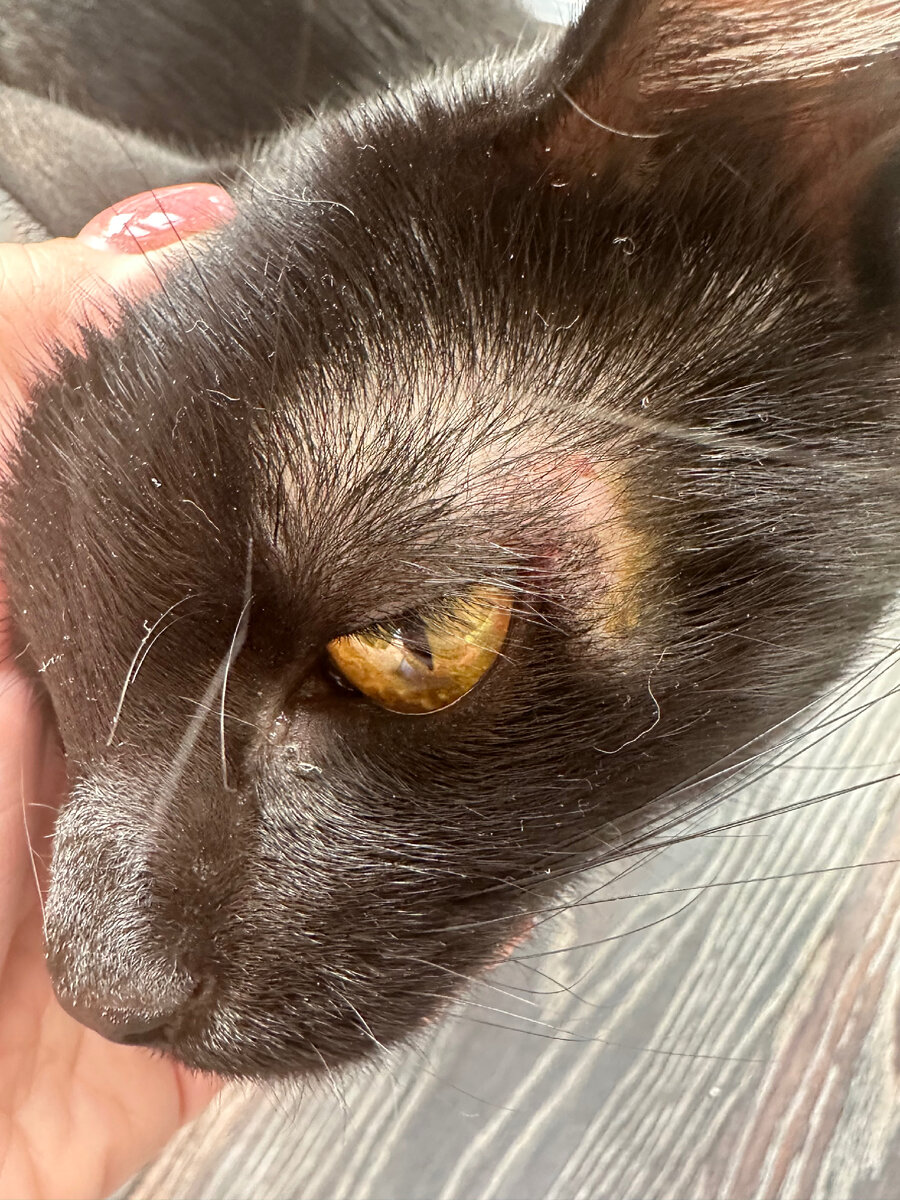 Как-то пришла домой и поняла, что Шульц тоже заболел. Заболели все - люди и животные