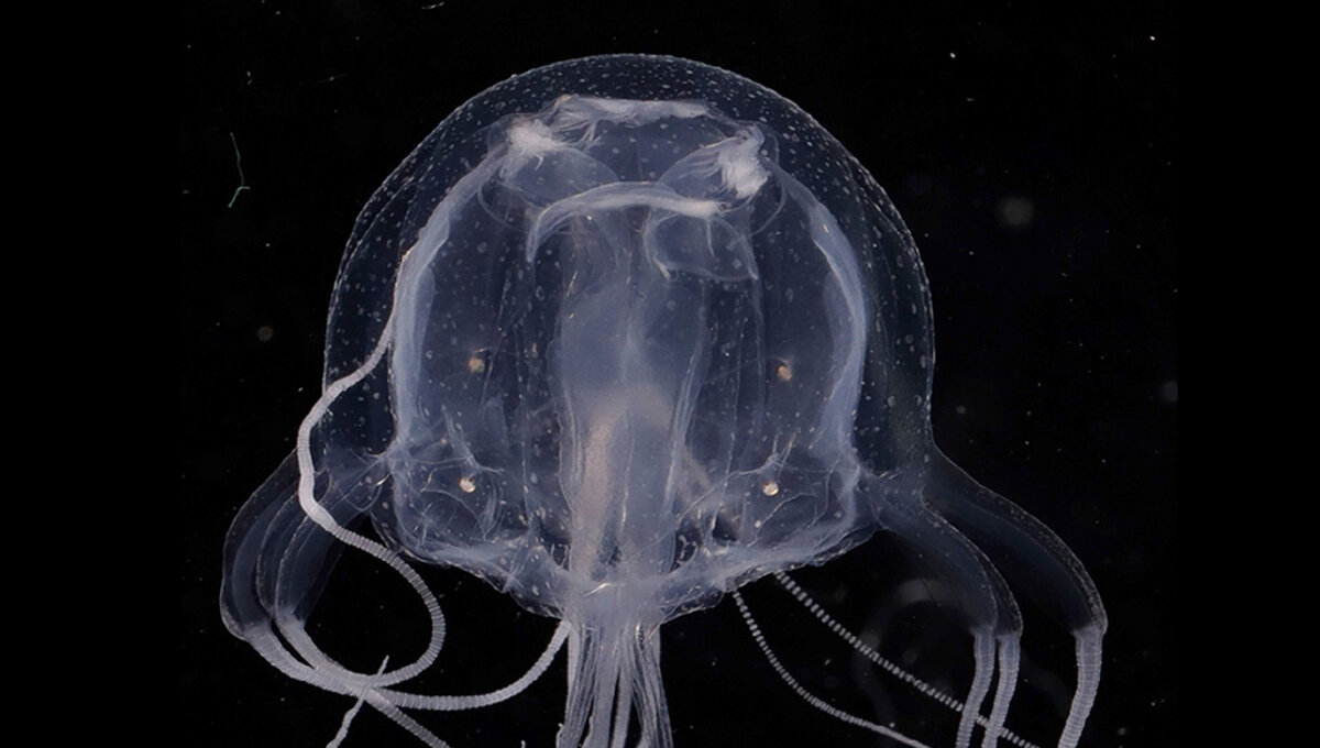 Яндекс Картинки.